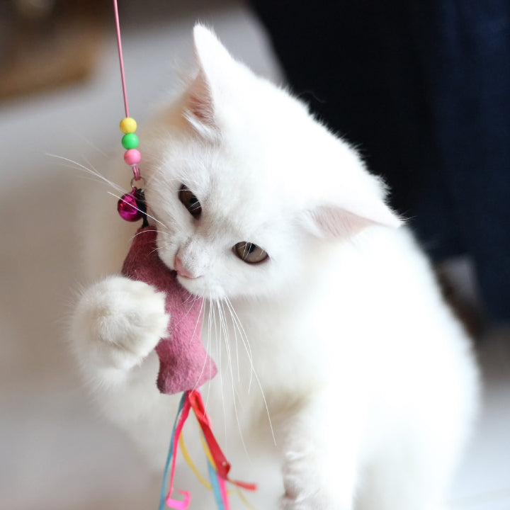 Pet Toys