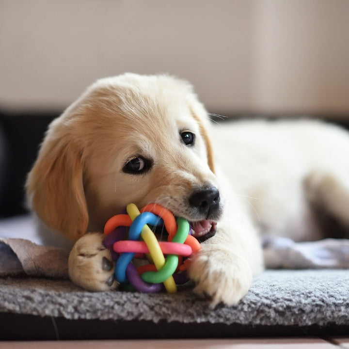 Chew & Chase Toys