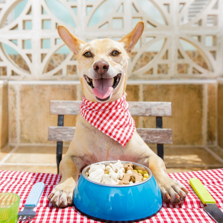Puppy’s Plate