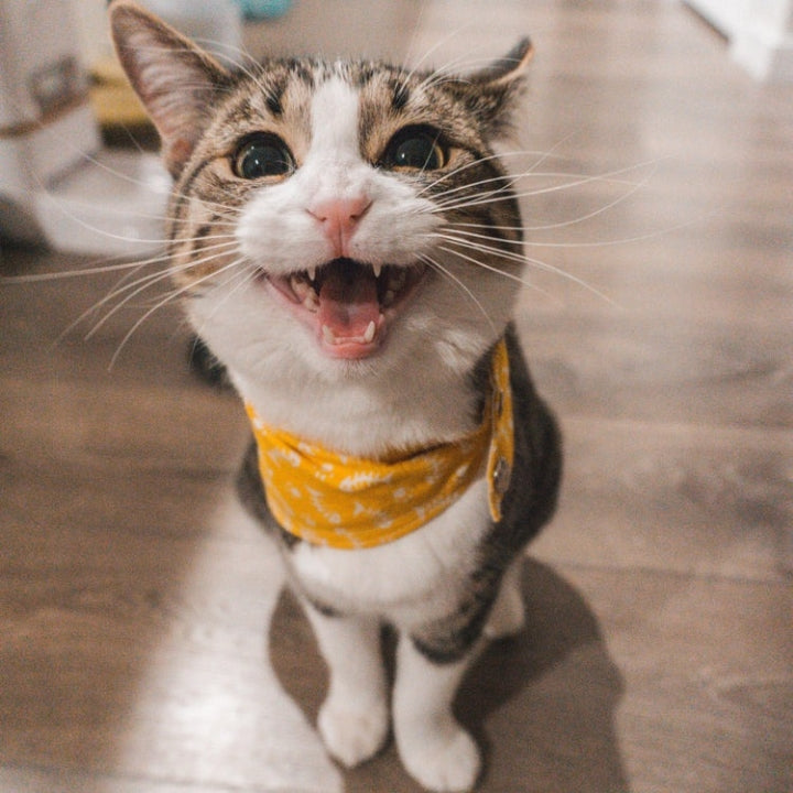 Cat Supplies
