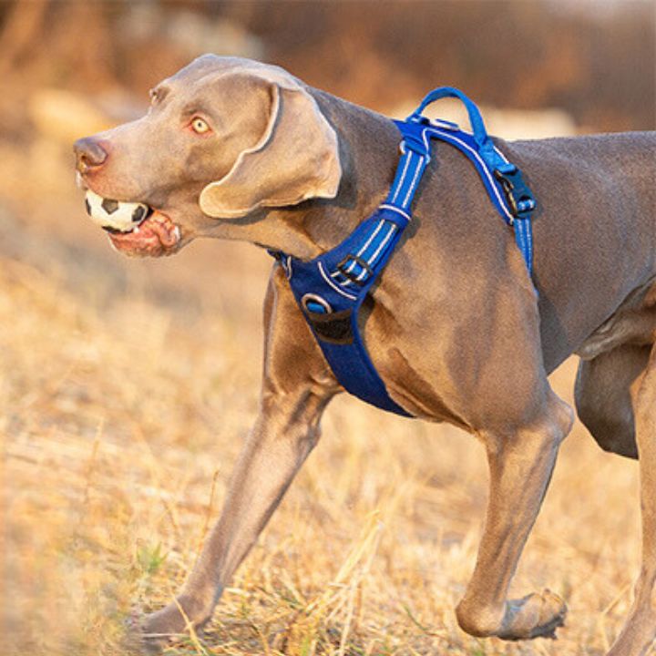 Truelove Dog Harness: Comfort, Safety, and Style!