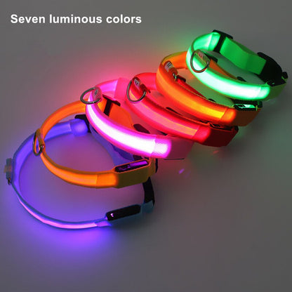 Luminous Leash: Illuminate Your Pup’s Nighttime Adventures!