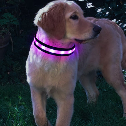 Luminous Leash: Illuminate Your Pup’s Nighttime Adventures!